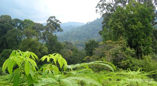 Oerbossen herbergen talloze dier- en plantsoorten.